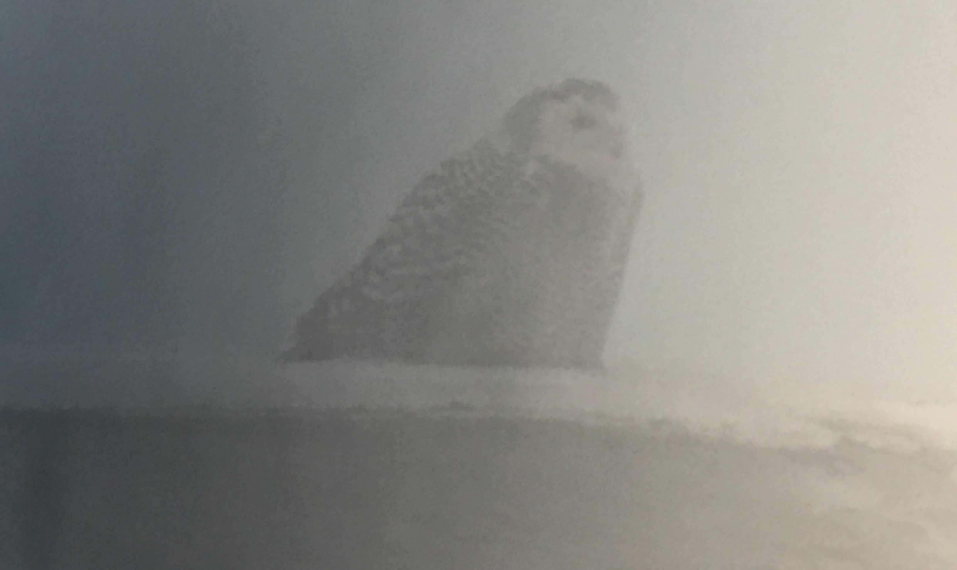 Snowy Owl in the Mist by Matthew Cvetas